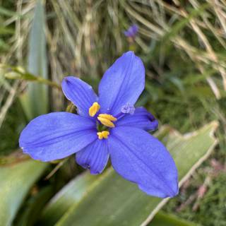 Vivid Spring Iris in Bloom