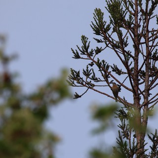 Small Bird Perched on Cedar Branch at Dusk