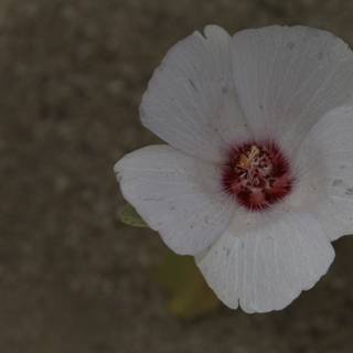 A Geranium in Bloom