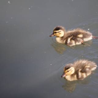 Two Adorable Baby Ducks Enjoying a Swim