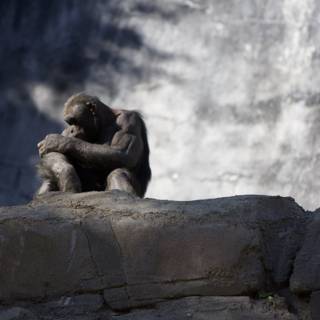 Chimpanzee Relaxing on a Rock