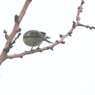 Small Bird Perched on Bare Winter Branch