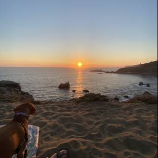 Canine Sunset on the California Coast