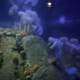 Surreal Submerged Scenery at Monterey Bay Aquarium