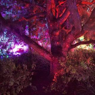 Enchanted Luminescence