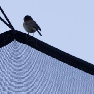 Perched on the Edge