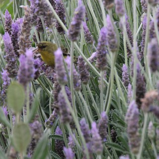 Bumblebee Foraging Among Purple Lavender Blooms