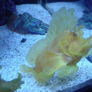 Rock Beauty Fish in Aquarium