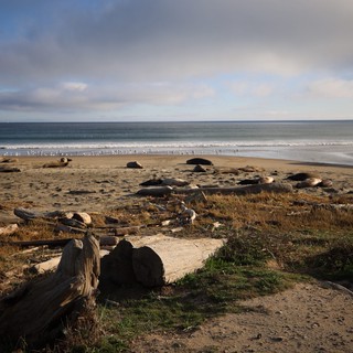 Elephant Seals Resting on Drakes Beach at Dusk