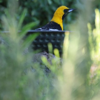 Yellow-Headed Bird Camouflaged in Verdant Foliage