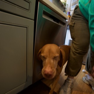 Curious Brown Dog in Modern Kitchen