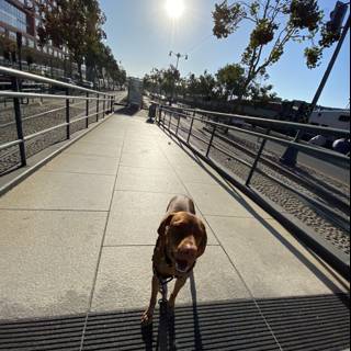 Canine Companion on the San Francisco Bridge