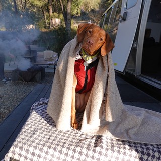 Dog Wrapped in Blanket at Campsite
