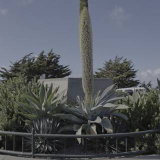 Towering Over the Agave Garden