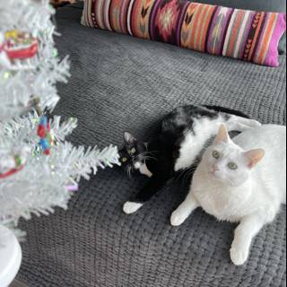 Cozy Christmas Nap with Feline Friends