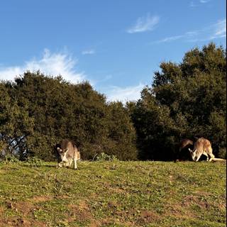 Grazing Kangaroos in a Sunny Field