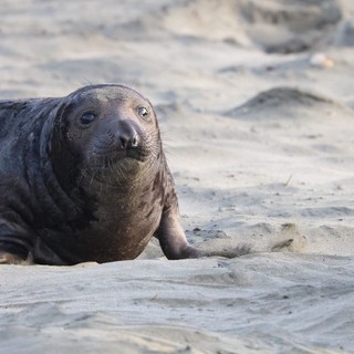 Young Elephant Seal Pup Resting on Sandy Beach