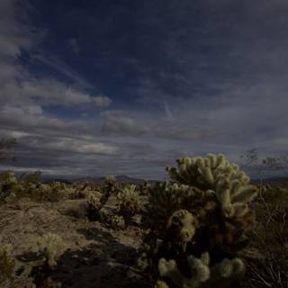 Majestic Cactus in a Cloudy Desert Sky