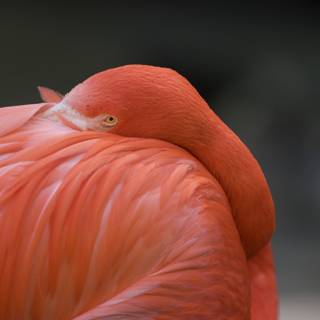 Flamingo's Head Held High