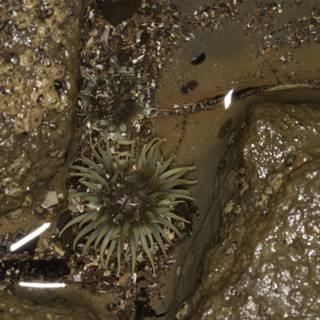 Sea Urchin on a Rocky Throne