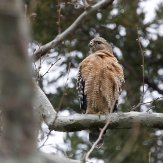 Red-Shouldered Hawk Perched on Winter Branch