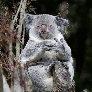 Serene Koala Moment at SF Zoo, 2024