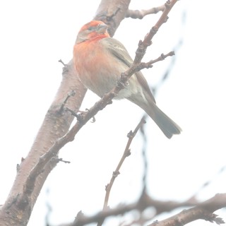 Pink House Finch Perched on Winter Branch