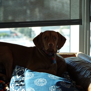 Brown Dog Relaxing on Living Room Couch