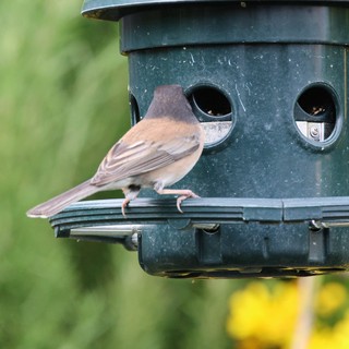 Two Sparrows Sharing a Garden Bird Feeder