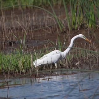 Great Egret Hunting in Wetland Marsh