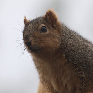 Curious Squirrel Portrait in Soft Winter Light