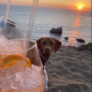 Sunset Sips with My Furry Best Friend