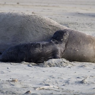 Northern Elephant Seal Mother and Pup Resting on Beach