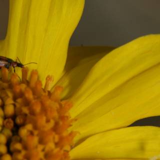 Little Bug, Big Pollen