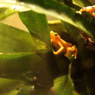 The Golden Frog Perched in Green