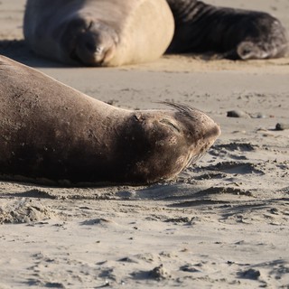 Elephant Seal Pups Resting on Sandy Beach