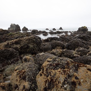 Mussel-Covered Rocks at Low Tide Pacific Coast
