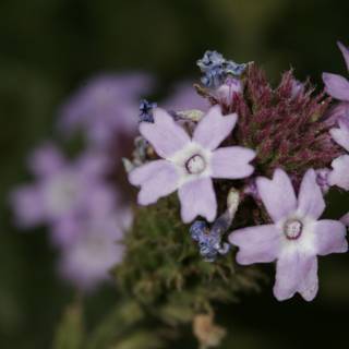 Purple Snapdragons in Full Bloom