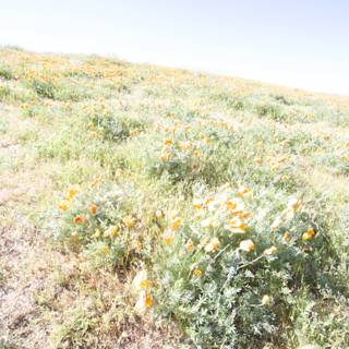 Blooming Orange Flowers in the Mojave Desert