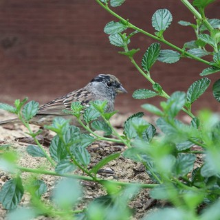 White-Crowned Sparrow Foraging Among Garden Foliage