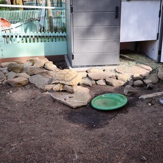 Tortoise Habitat at Fantasyland Animal Enclosure