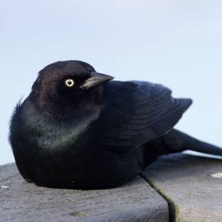 The Solitary Blackbird's Serenity.