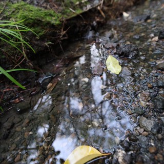 Yellow Leaves Floating in Shallow Forest Stream