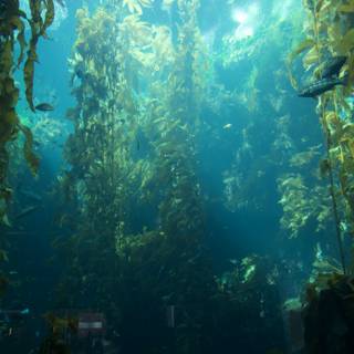 Vibrant Underwater Ecosystem at Monterey Bay Aquarium