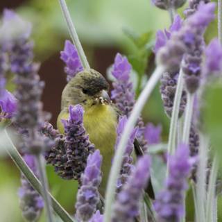 Lavender Symphony