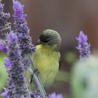 Serenity Among Lavender