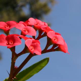Red Geranium in Full Bloom