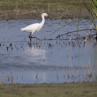 Little Egret Foraging in Wetland Shallows at Sunset