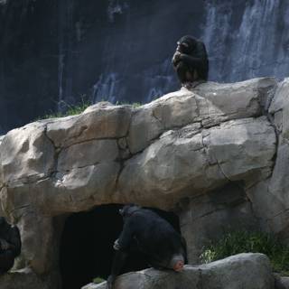 Chimps at Rest