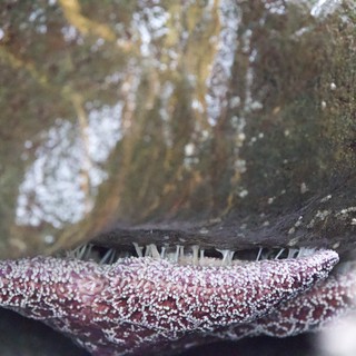 Sea Star Arm Clinging to Rocky Tide Pool